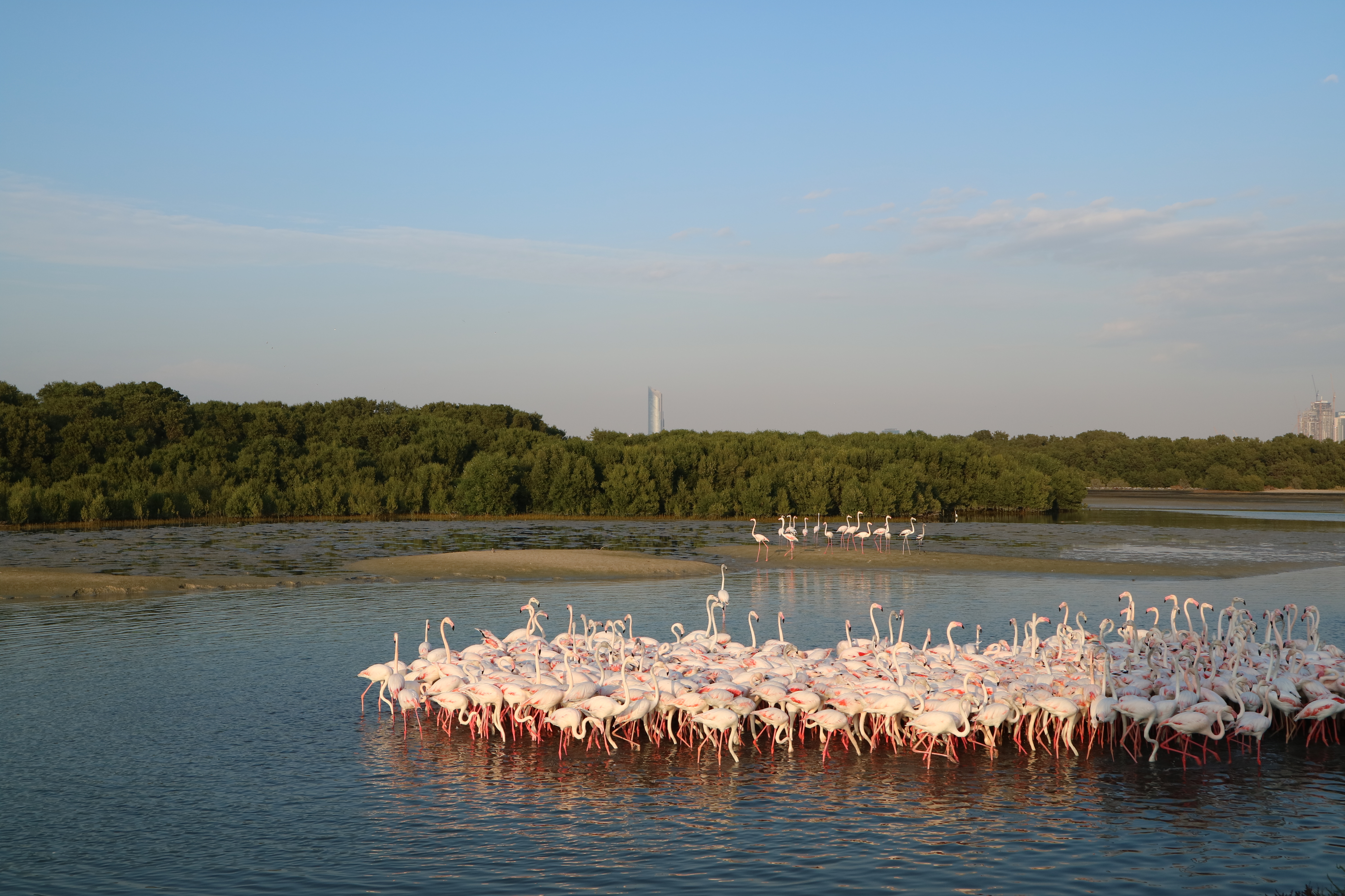 Ras Al Khor Wildlife Sanctuary محمية راس الخور